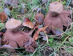 Attēlu rezultāti vaicājumam “Geastrum rufescens”