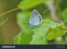 Attēlu rezultāti vaicājumam “Everes argiades underside”