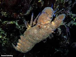 Image result for Scyllarides latus