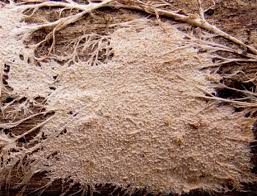 Attēlu rezultāti vaicājumam “Steccherinum fimbriatum”