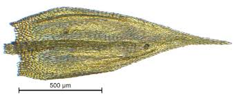 Attēlu rezultāti vaicājumam “Sciuro-hypnum populeum”
