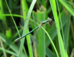 Attēlu rezultāti vaicājumam “Lestes dryas female”