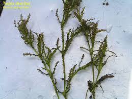 Attēlu rezultāti vaicājumam “Najas marina leaf”