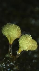 Attēlu rezultāti vaicājumam “Hemitrichia calyculata macro”