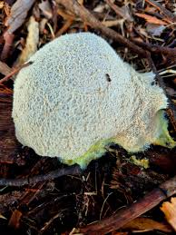 Attēlu rezultāti vaicājumam “Stemonitopsis typhina var. similis stalked”