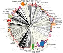 Attēlu rezultāti vaicājumam “Enteridium variabile macro”