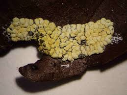 Attēlu rezultāti vaicājumam “Physarum conglomeratum”