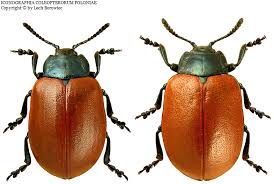 Attēlu rezultāti vaicājumam “Chrysomela populi”