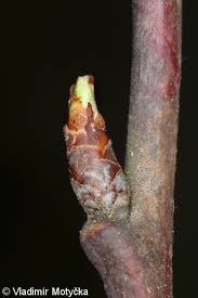 Attēlu rezultāti vaicājumam “Prunus domestica subsp. insitita”