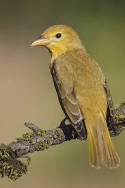 Image result for Piranga rubra