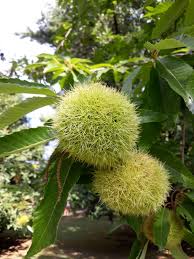 Attēlu rezultāti vaicājumam “Castanea sativa  fruit”