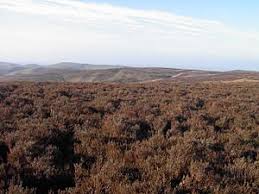 Image result for Long Mynd