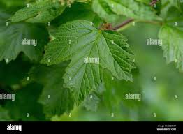 Attēlu rezultāti vaicājumam “Viburnum opulus leaf”