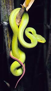 Attēlu rezultāti vaicājumam “Serpentes”