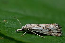 Attēlu rezultāti vaicājumam “Catoptria falsella”