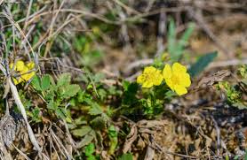 Attēlu rezultāti vaicājumam “Potentilla arenaria”