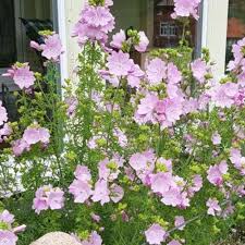 Image result for Malva alcea