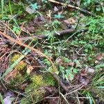 Attēlu rezultāti vaicājumam “Festuca altissima flower”