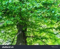 Attēlu rezultāti vaicājumam “Tilia x vulgaris”