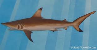Image result for Carcharhinus melanopterus
