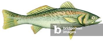 Image result for Cynoscion regalis