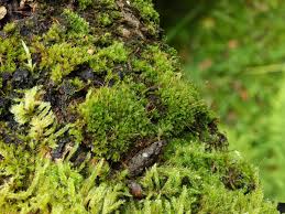 Attēlu rezultāti vaicājumam “Zygodon rupestris”