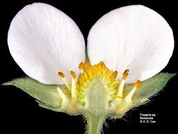 Attēlu rezultāti vaicājumam “Rosaceae”