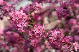 Attēlu rezultāti vaicājumam “Malus purpurea leaf”