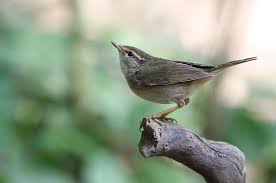 Image result for Phylloscopus schwarzi