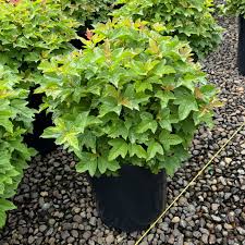 Attēlu rezultāti vaicājumam “Viburnum opulus leaf”