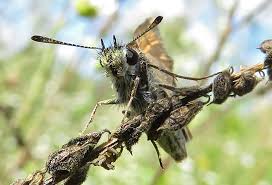 Attēlu rezultāti vaicājumam “Anacampsis blatariella”