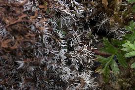 Attēlu rezultāti vaicājumam “Tilachlidium brachiatum”