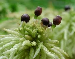 Attēlu rezultāti vaicājumam “Badhamiopsis scripta macro”