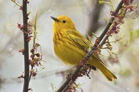 Image result for Dendroica petechia