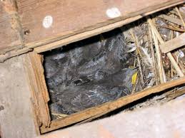 Attēlu rezultāti vaicājumam “Sturnus vulgaris nest”