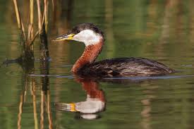 Attēlu rezultāti vaicājumam “Podiceps grisegena adult”