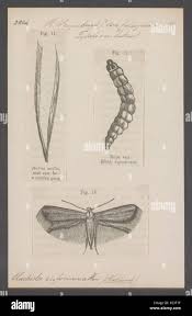 Attēlu rezultāti vaicājumam “Cephaloziella elachista macro”