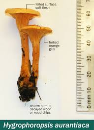 Attēlu rezultāti vaicājumam “Hygrophoropsis aurantiaca”