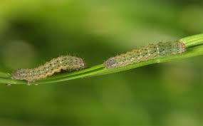 Attēlu rezultāti vaicājumam “Noctua fimbriata”