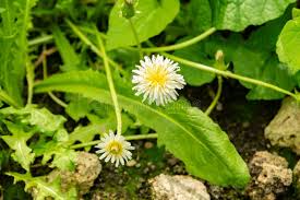 Attēlu rezultāti vaicājumam “Taraxacum suecicum flower”
