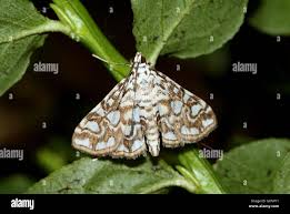 Attēlu rezultāti vaicājumam “Elophila nymphaeata”