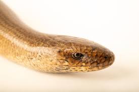 Attēlu rezultāti vaicājumam “Lycogala persicum sessile”