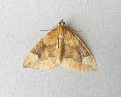 Attēlu rezultāti vaicājumam “Eulithis populata”