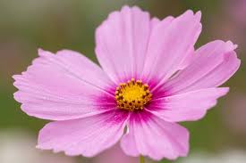 Image result for Cosmos bipinnatus
