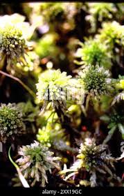 Attēlu rezultāti vaicājumam “Sphagnum wulfianum”