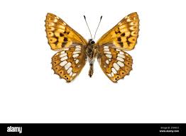 Attēlu rezultāti vaicājumam “Hamearis lucina upperside”