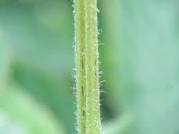 Attēlu rezultāti vaicājumam “Hemitrichia leiotricha stalked”