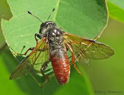 Attēlu rezultāti vaicājumam “Trichiosoma”