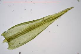 Attēlu rezultāti vaicājumam “Ceratodon purpureus”