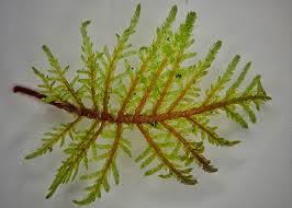 Attēlu rezultāti vaicājumam “Hylocomium splendens sporophyte”